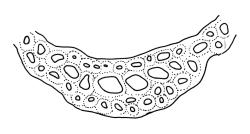 Dicranoloma robustum “setosum” growth form, costa cross-section from fragmented leaf just below break. Drawn from A.J. Fife 5516, CHR 461698, and A.J. Fife 8288, CHR 459394.
 Image: R.C. Wagstaff © Landcare Research 2018 